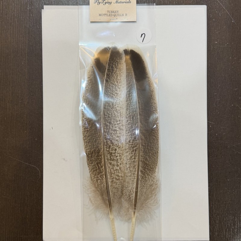 画像12: 【ANGLE】モトルド ターキークイル Bグレード (12)