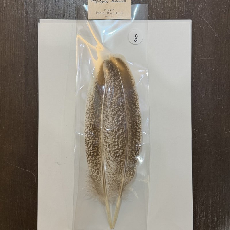 画像11: 【ANGLE】モトルド ターキークイル Bグレード (11)