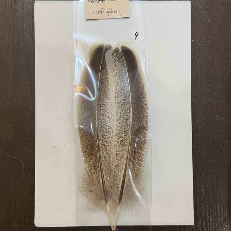 画像10: 【ANGLE】モトルド ターキークイル Bグレード (10)