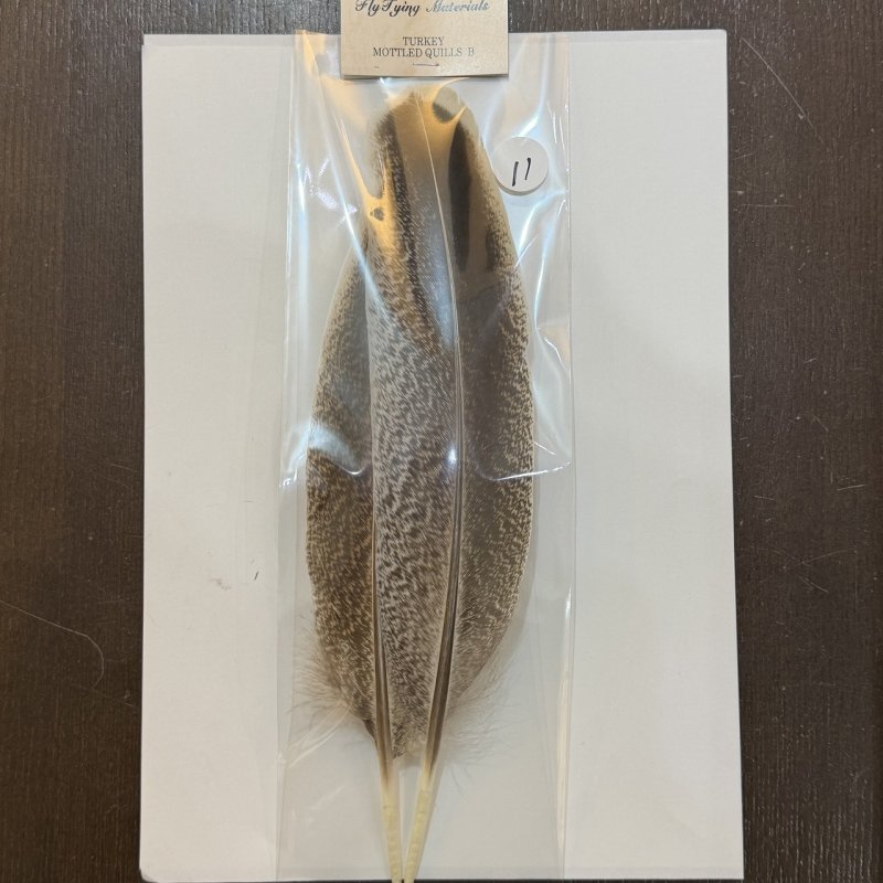 画像8: 【ANGLE】モトルド ターキークイル Bグレード (8)