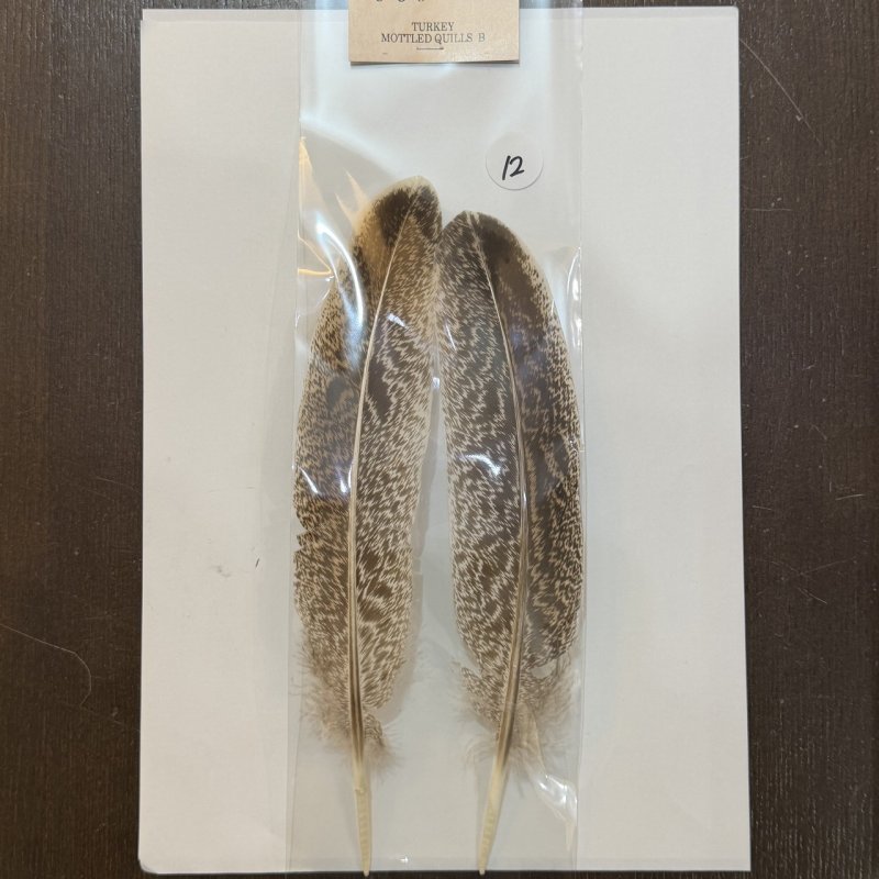 画像7: 【ANGLE】モトルド ターキークイル Bグレード (7)