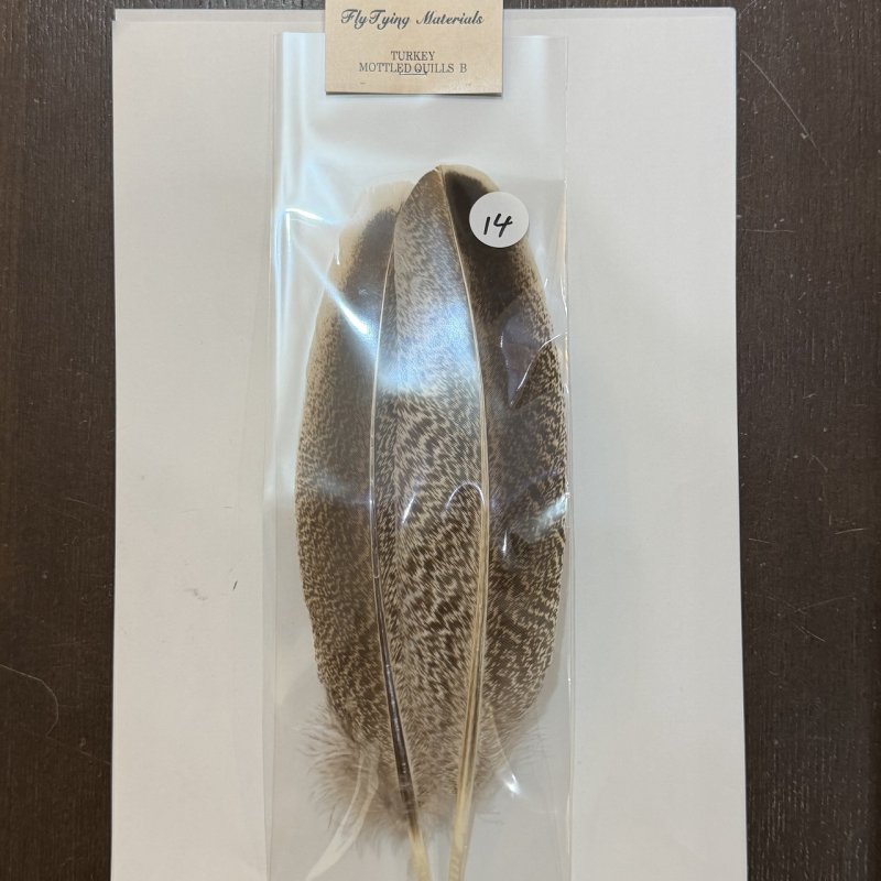 画像5: 【ANGLE】モトルド ターキークイル Bグレード (5)