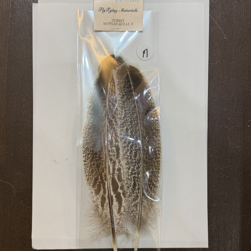 画像2: 【ANGLE】モトルド ターキークイル Bグレード (2)