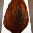 画像5: Whiting Hebert ROOSTER CAPE Bronze grade - Furnace No.1 (5)