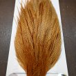 画像4: 【WHITING】Hebert ROOSTER CAPE Pro Grade - BARRED DARK Ginger No.1 (4)