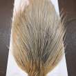 画像4: 【WHITING】Hebert ROOSTER CAPE Silver grade - Light ginger Dun (4)