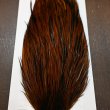 画像4: 【WHITING】ROOSTER Cape Bronze Grade - Furnace No.1 (4)