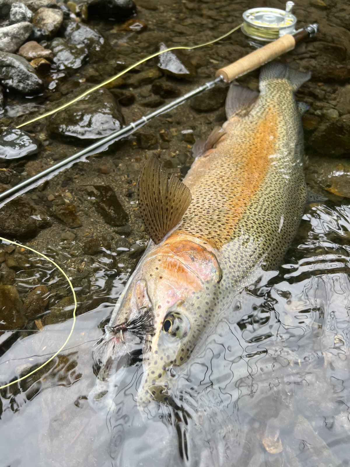 DOLLYVARDEN Review Image