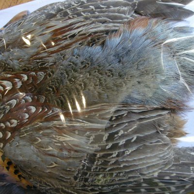 画像3: 【CANAL】 Cock Pheasant コンプリート