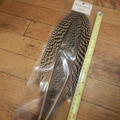 画像1: 【ANGLE】 PEACOCK QUILLS AAAグレード