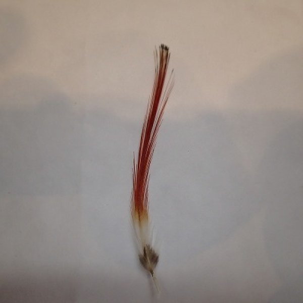 画像2: 【ANGLE】AMHERST PHESANT CREST (2)