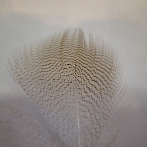 画像2: 【ANGLE】WOOD DUCK LEMON (2)