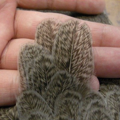 画像1: 【WHITING】 Brahma Hen Wing SILVER GRADE  