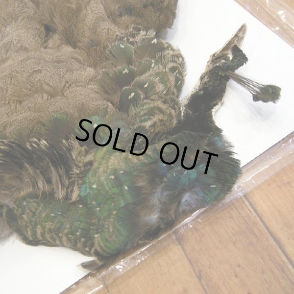 画像2: 【CANAL】 ピーヘン・ヤング　コンプリート (2)