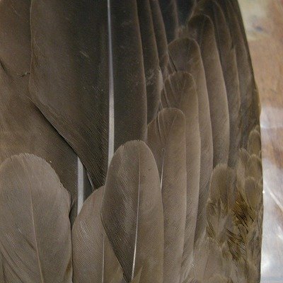 画像1: 【ANGLE】 Gray Goose Pointers Wing
