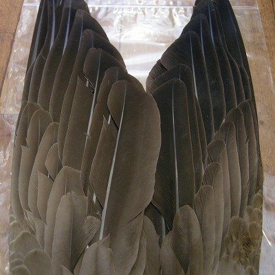 画像2: 【ANGLE】 Gray Goose Pointers Wing