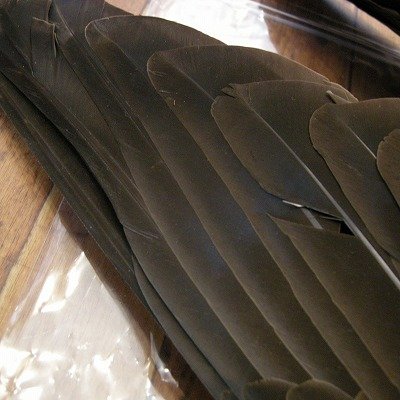 画像3: 【ANGLE】 Gray Goose Pointers Wing