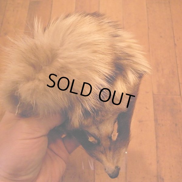 画像2: 【TORNADO】フォックスマスク (ナチュラルバジャー) (2)