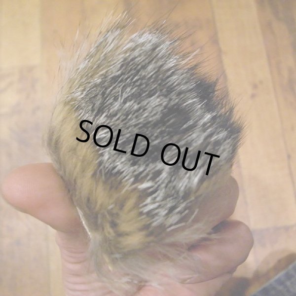 画像2: 【ANGLE】グレイ・フォックス (2)