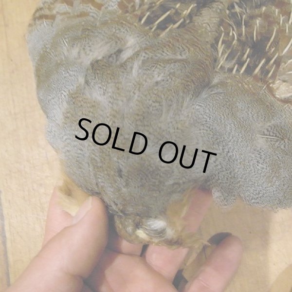 画像2: 【ANGLE】 Partridge Complete Skin　＃1 (2)