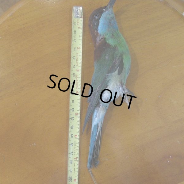 画像2: Bee Eater コンプリート剥製 (2)
