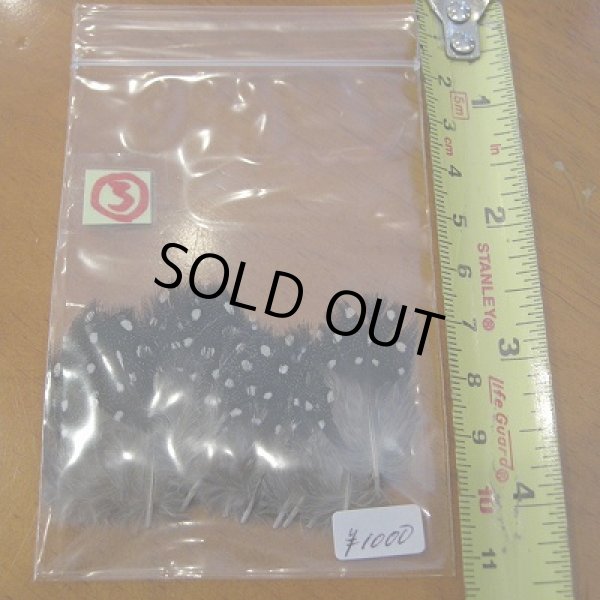 画像4: Vulturine Gallena Body Feathers (4)