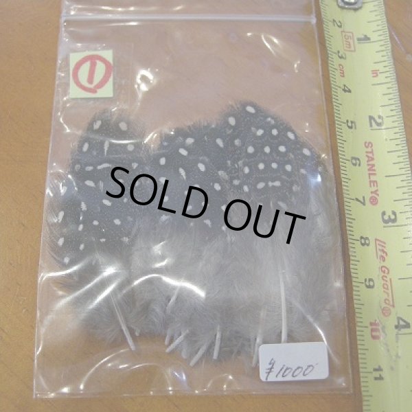 画像2: Vulturine Gallena Body Feathers (2)