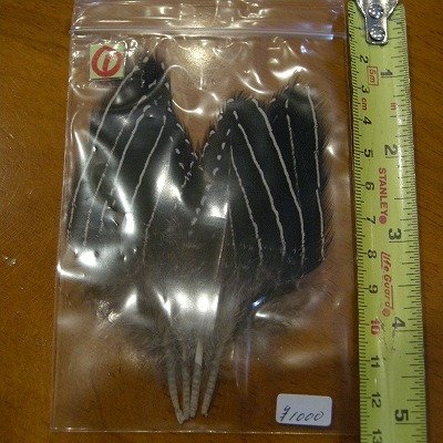 画像1: Vulturine Gallena Wing Covers Lサイズ  