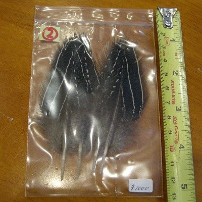 画像2: Vulturine Gallena Wing Covers Lサイズ  
