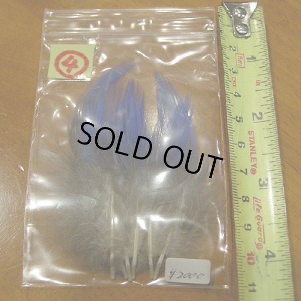 画像7: Vulturine Gallena Blue Neck Feathers  (7)