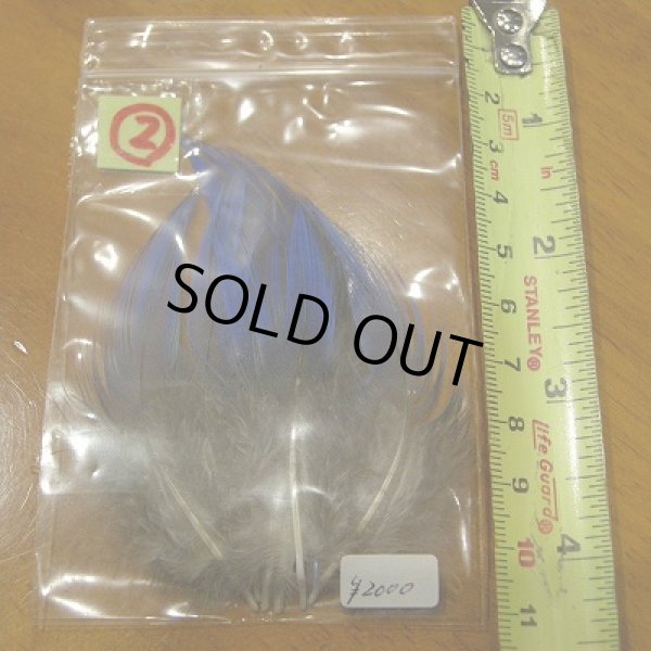 画像5: Vulturine Gallena Blue Neck Feathers  (5)