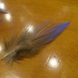 画像3: Vulturine Gallena Blue Neck Feathers  (3)