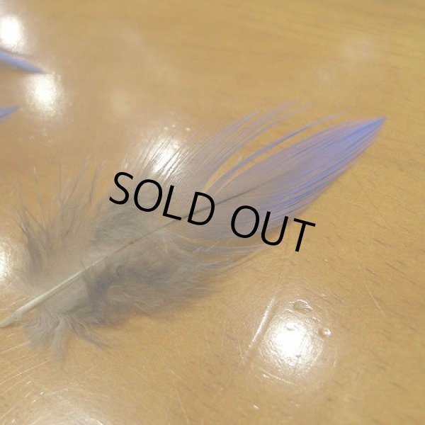 画像3: Vulturine Gallena Blue Neck Feathers  (3)