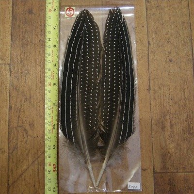 画像3: Vulturine Gallena Wing Quills 