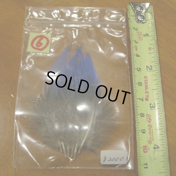 画像9: Vulturine Gallena Blue Neck Feathers  (9)