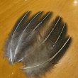 画像1: Vulturine Gallena Speckled Elver Hackles (1)