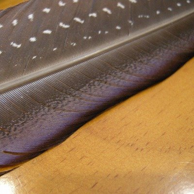 画像1: Vulturine Gallena Purple Edge Quill 