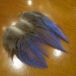 画像2: Vulturine Gallena Blue Neck Feathers  (2)