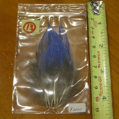 画像2: Vulturine Gallena Blue Neck Feathers 