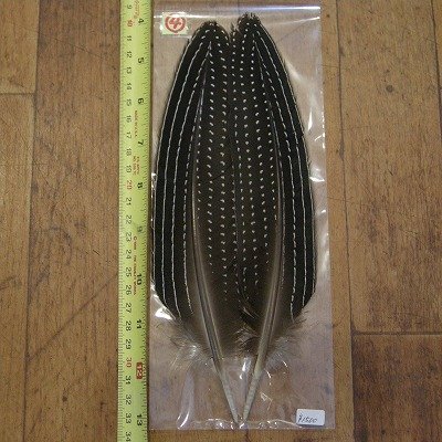 画像2: Vulturine Gallena Wing Quills 