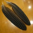 画像2: Vulturine Gallena Tail Feathers  (2)