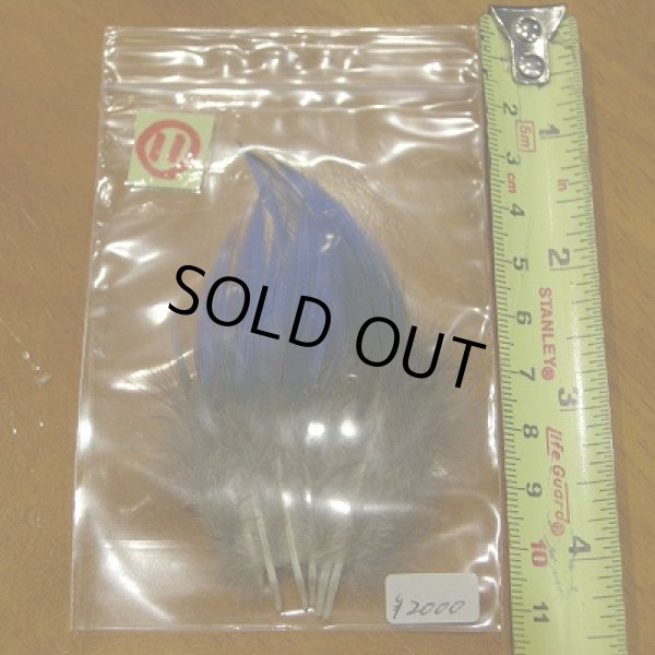 画像14: Vulturine Gallena Blue Neck Feathers  (14)