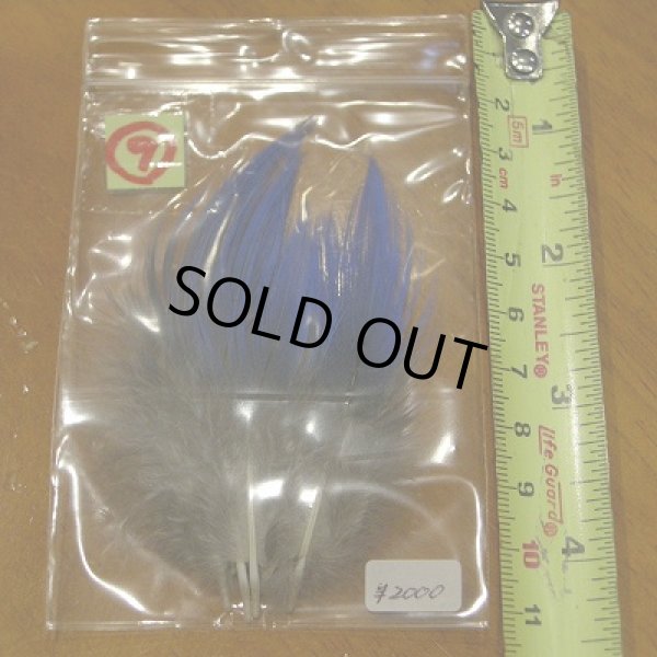 画像12: Vulturine Gallena Blue Neck Feathers  (12)