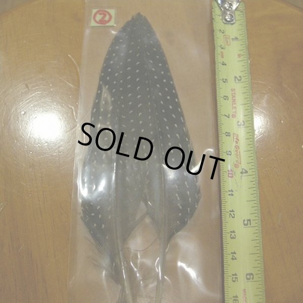 画像4: Vulturine Gallena Tail Feathers  (4)