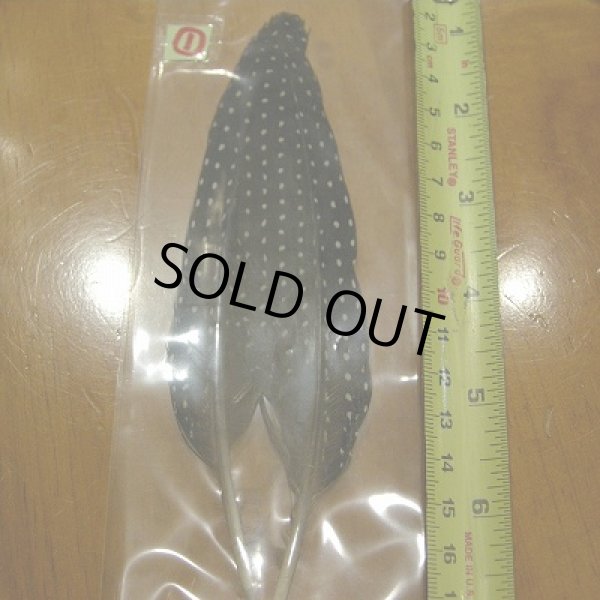 画像3: Vulturine Gallena Tail Feathers  (3)