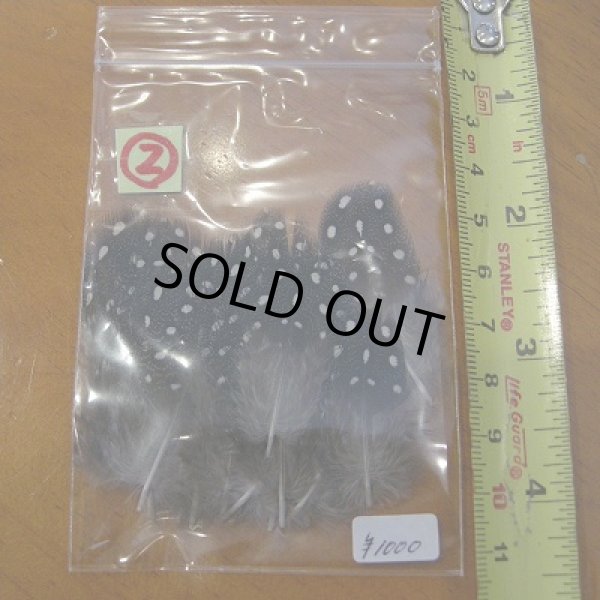 画像3: Vulturine Gallena Body Feathers (3)