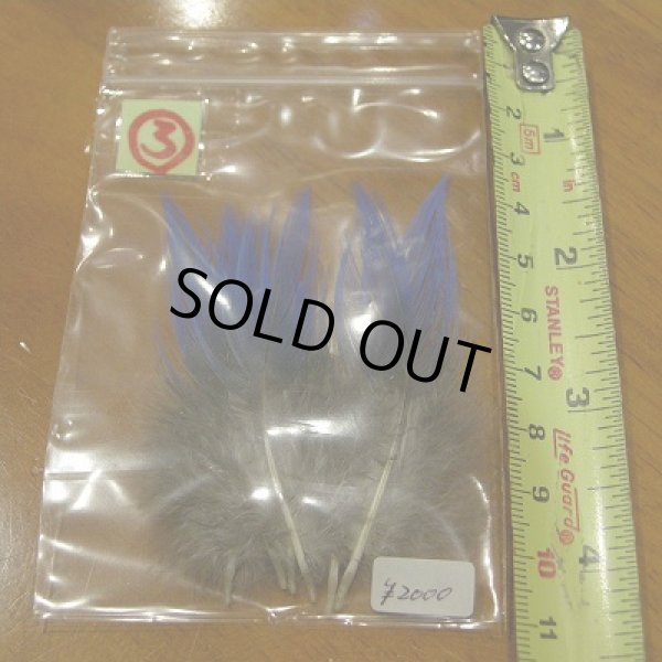 画像6: Vulturine Gallena Blue Neck Feathers  (6)