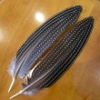 画像1: Vulturine Gallena Wing Quills  (1)