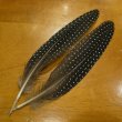 画像1: Vulturine Gallena Tail Feathers  (1)