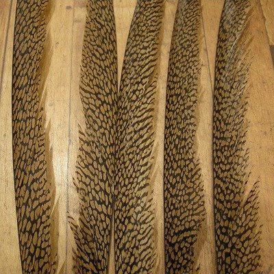 画像1: Golden Pheasant Tail 